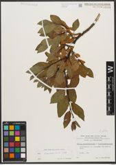 Foto von Salix waldsteiniana Willd.